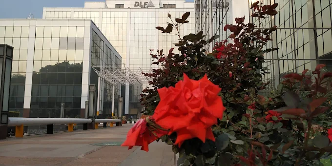Pre Rented Property in DLF Corporate Park